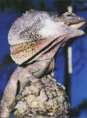 Frilly neck lizard